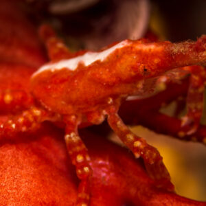 Soft coral crab close-up showing white saddle and spotted legs, Misool, Raja Ampat, Indonesia