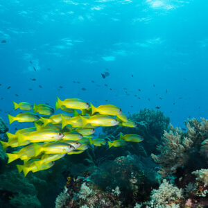 School of yellow bigeye snappers over the reef below the sunlit surface, Misool, Raja Ampat, Indonesia