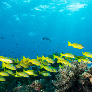 Bigeye snappers swimming in loose formation over soft corals, Misool, Raja Ampat, Indonesia
