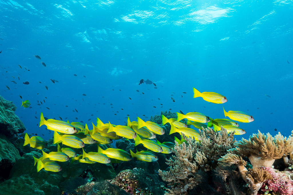 Bigeye snappers swimming in loose formation over soft corals, Misool, Raja Ampat, Indonesia