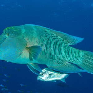 Napoléon nageant dans le bleu, une carangue à ses côtés, Misool, Raja Ampat, Indonésie