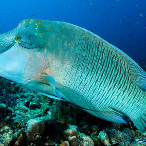 Humphead wrasse close-up gliding over the reef, Misool, Raja Ampat, Indonesia