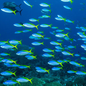 School of yellow-and-blueback fusiliers with jacks in open water, Misool, Raja Ampat, Indonesia