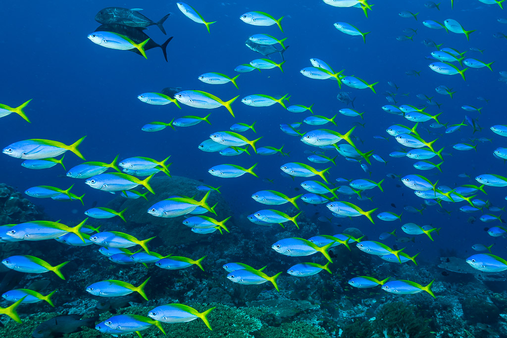 School of yellow-and-blueback fusiliers with jacks in open water, Misool, Raja Ampat, Indonesia