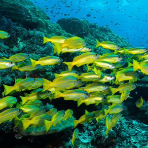 Dense school of bigeye snappers along a reef slope, Misool, Raja Ampat, Indonesia