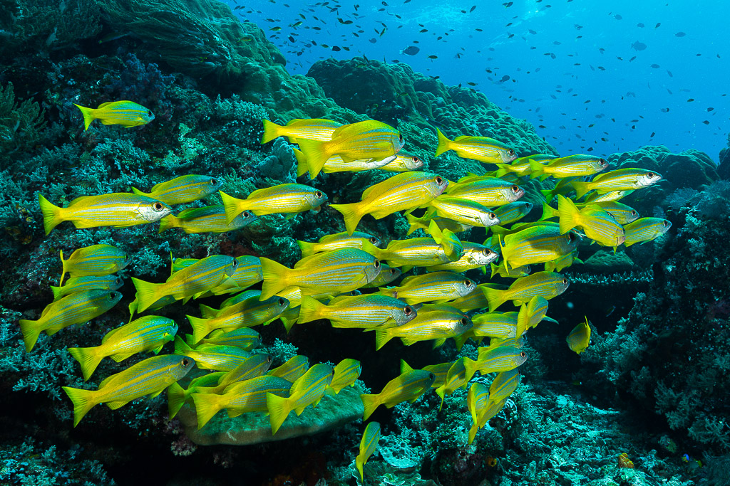 Dense school of bigeye snappers along a reef slope, Misool, Raja Ampat, Indonesia