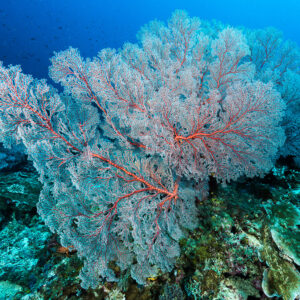 Large pale sea fan with red veins on a reef slope, Misool, Raja Ampat, Indonesia