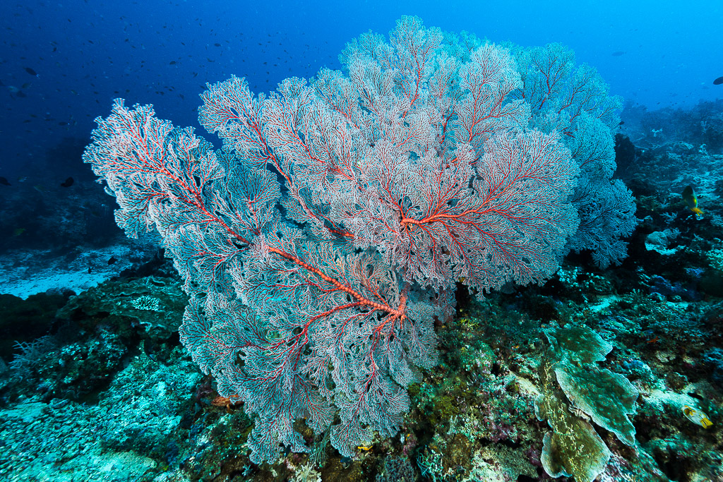 Large pale sea fan with red veins on a reef slope, Misool, Raja Ampat, Indonesia