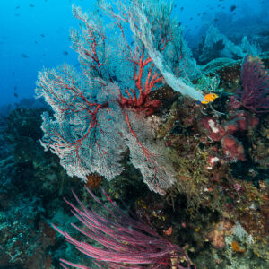 Sea fans and pink whip corals on a reef wall, vertical, Misool, Raja Ampat, Indonesia