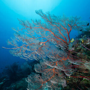 Backlit pink sea fan on a reef slope, vertical, Misool, Raja Ampat, Indonesia