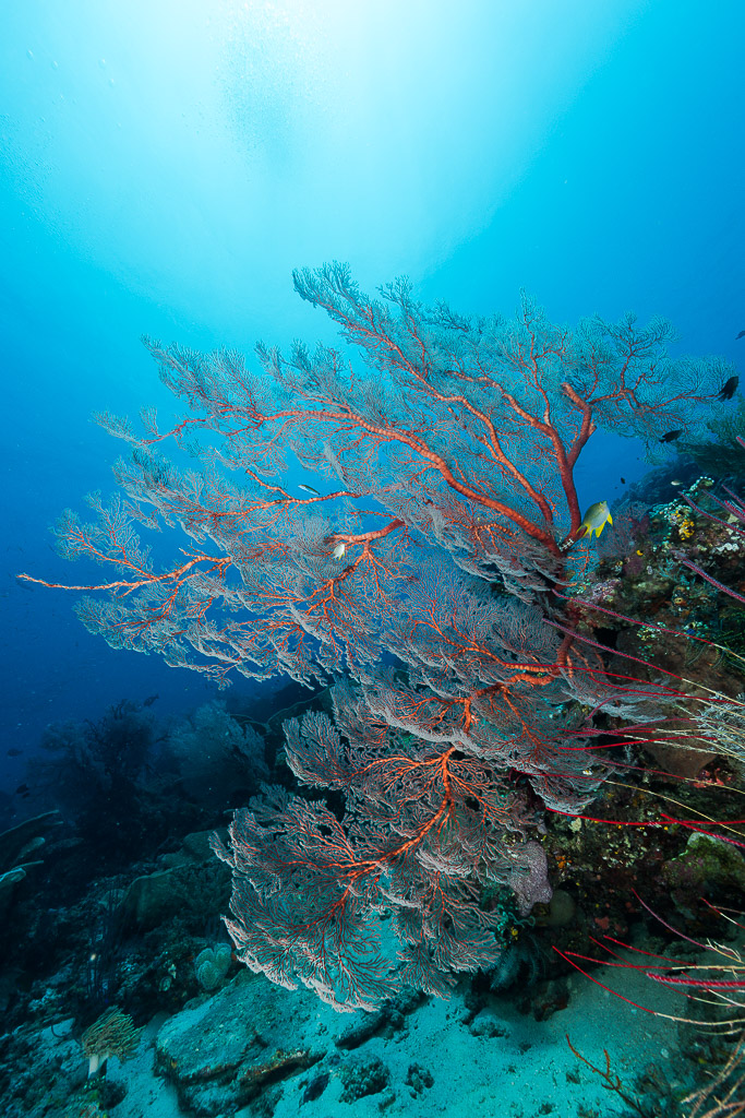 Backlit pink sea fan on a reef slope, vertical, Misool, Raja Ampat, Indonesia