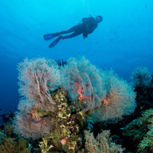 Diver silhouette above pink sea fans on the reef, vertical, Misool, Raja Ampat, Indonesia
