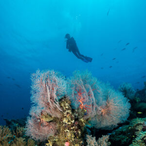 Distant diver descending above pink sea fans, vertical, Misool, Raja Ampat, Indonesia
