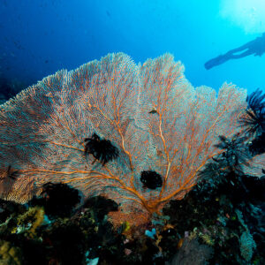 Giant sea fan with crinoids and a diver swimming above, Misool, Raja Ampat, Indonesia