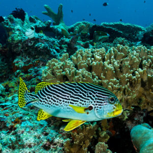 Diagonal-banded sweetlips swimming over hard corals, Misool, Raja Ampat, Indonesia