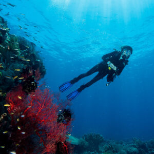 Woman diver swimming over red soft coral with sun rays, vertical, Misool, Raja Ampat, Indonesia