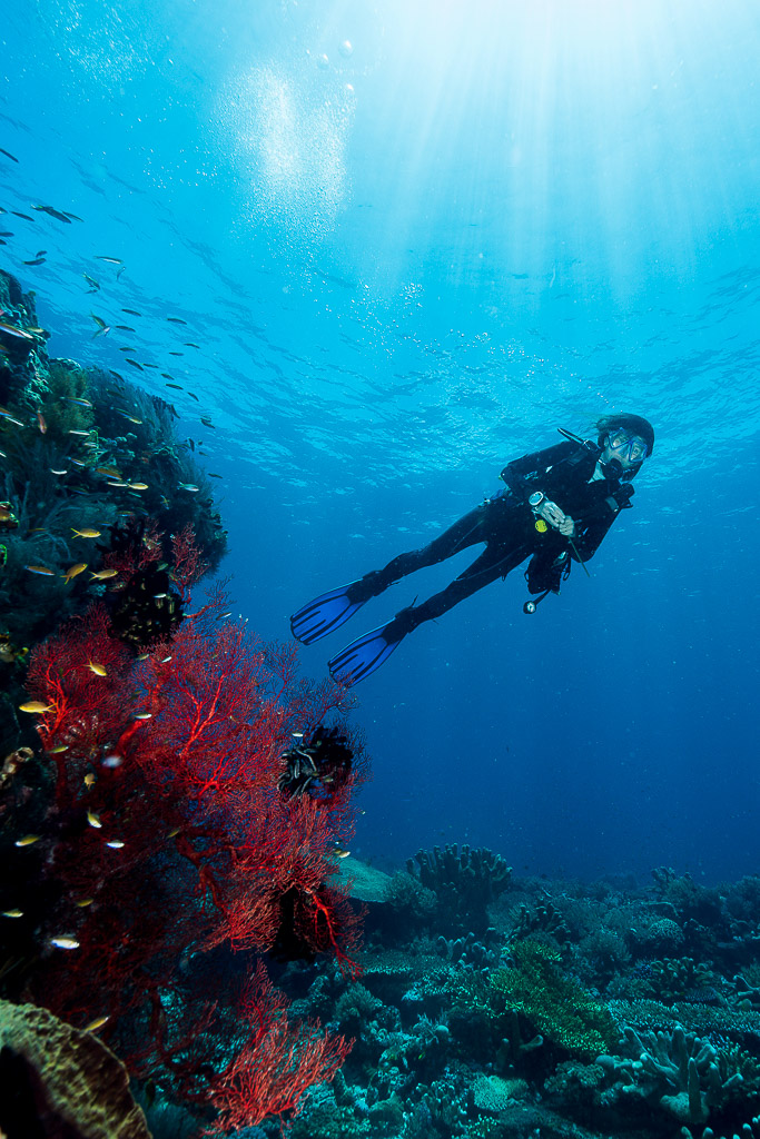 Woman diver swimming over red soft coral with sun rays, vertical, Misool, Raja Ampat, Indonesia