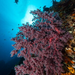 Corail mou rose sur une paroi récifale en contre-jour, cadrage vertical, Misool, Raja Ampat, Indonésie