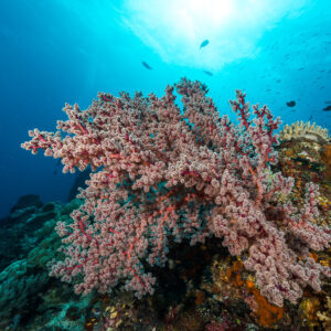 Buisson de corail mou rose sur le platier, poissons sous la surface, Misool, Raja Ampat, Indonésie