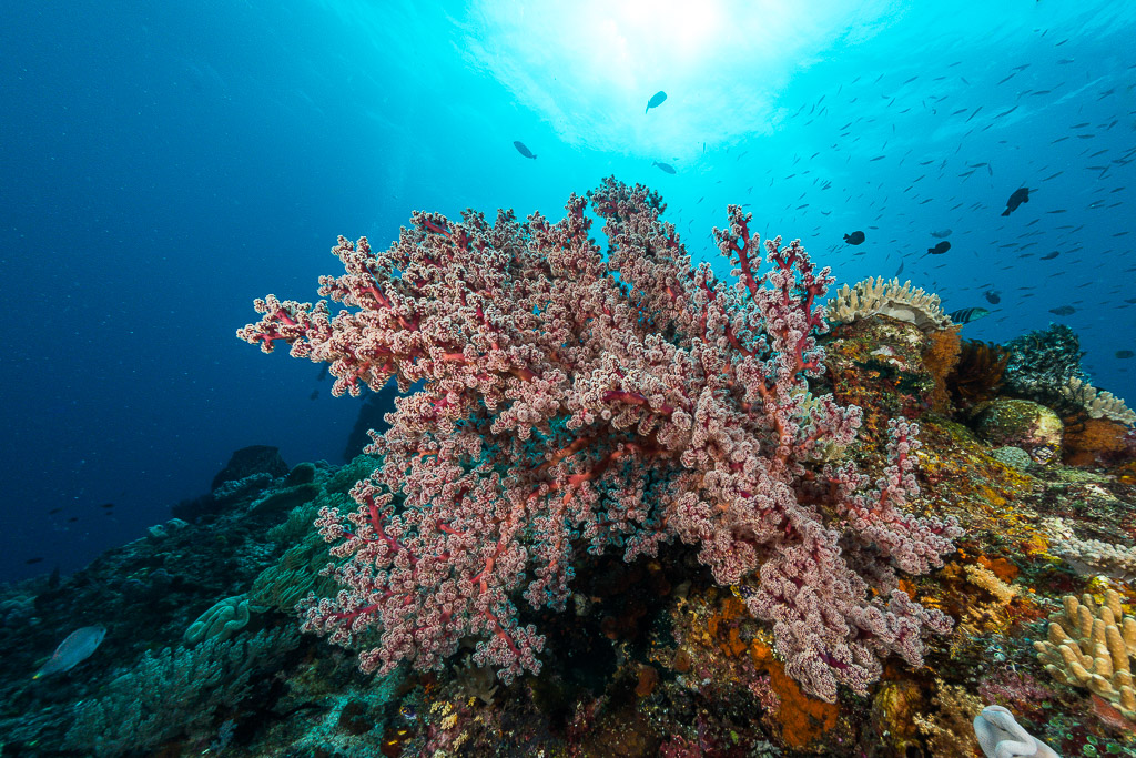 Buisson de corail mou rose sur le platier, poissons sous la surface, Misool, Raja Ampat, Indonésie