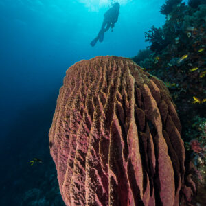 Diver above a giant barrel sponge on a reef wall, vertical, Misool, Raja Ampat, Indonesia