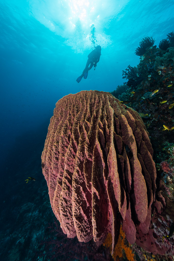 Diver above a giant barrel sponge on a reef wall, vertical, Misool, Raja Ampat, Indonesia
