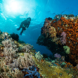 Diver swimming past a boulder covered in orange soft corals in a sunburst, Misool, Raja Ampat, Indonesia