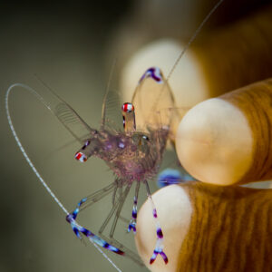 Sarasvati anemone shrimp on its host's tentacles, vertical, Misool, Raja Ampat, Indonesia