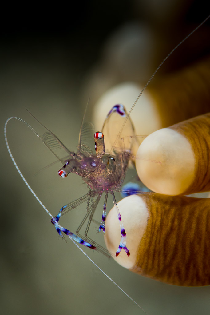 Sarasvati anemone shrimp on its host's tentacles, vertical, Misool, Raja Ampat, Indonesia