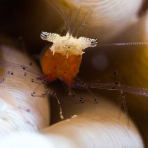 Mushroom coral shrimp frontal close-up among coral tentacles, Misool, Raja Ampat, Indonesia