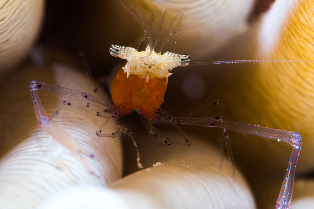 Mushroom coral shrimp frontal close-up among coral tentacles, Misool, Raja Ampat, Indonesia