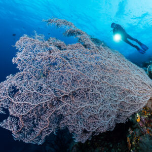 Diver with a torch above a giant pale sea fan, Misool, Raja Ampat, Indonesia