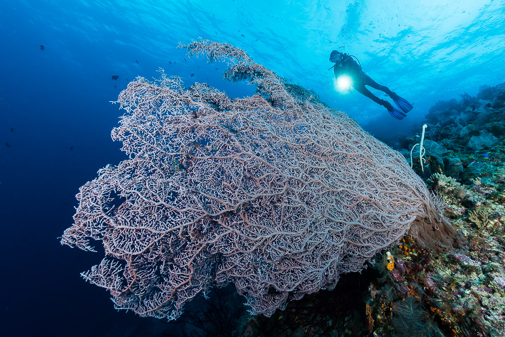 Diver with a torch above a giant pale sea fan, Misool, Raja Ampat, Indonesia