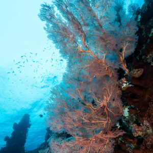 Backlit red sea fan on a steep reef wall, vertical, Misool, Raja Ampat, Indonesia