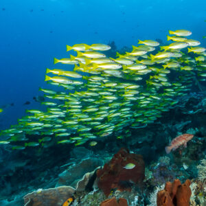 Large school of bigeye snappers above the reef with a lone yellow fish, Misool, Raja Ampat, Indonesia