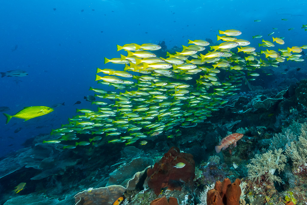 Large school of bigeye snappers above the reef with a lone yellow fish, Misool, Raja Ampat, Indonesia
