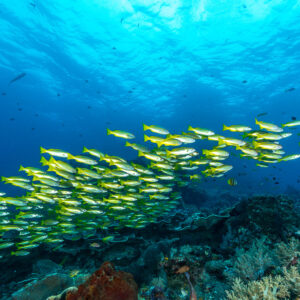 Bigeye snapper school in a diagonal line below the surface, Misool, Raja Ampat, Indonesia