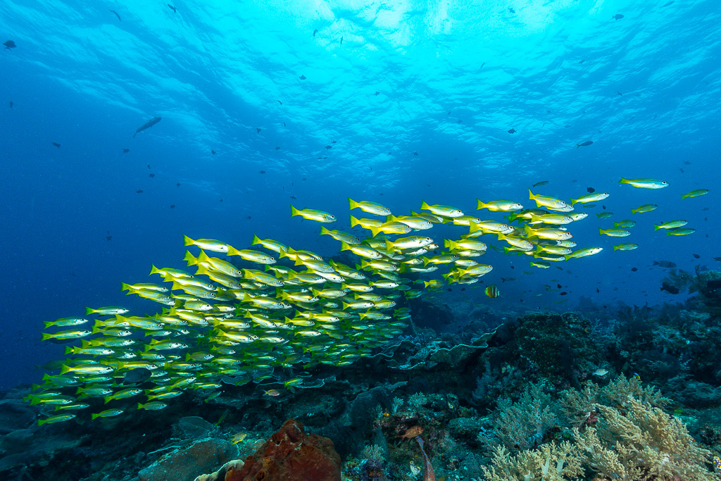 Bigeye snapper school in a diagonal line below the surface, Misool, Raja Ampat, Indonesia