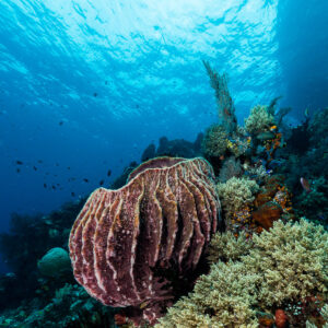 Barrel sponge on a reef slope under a rippled surface, vertical, Misool, Raja Ampat, Indonesia