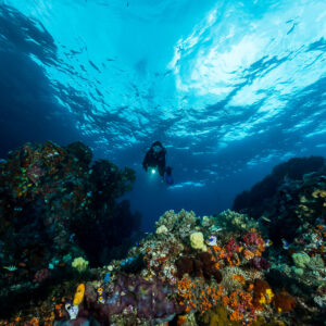 Distant diver over a colorful reef under a wide rippled surface, Misool, Raja Ampat, Indonesia