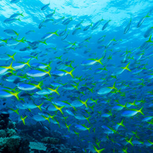 Massive school of fusiliers filling the blue above the reef, Misool, Raja Ampat, Indonesia