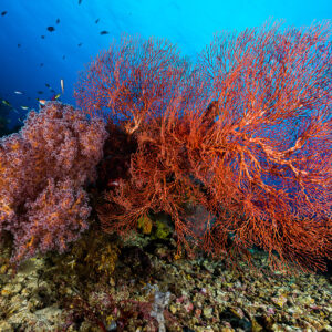 Red sea fan and pink soft coral on a reef slope, Misool, Raja Ampat, Indonesia