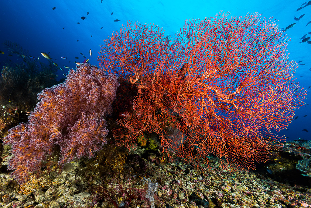Red sea fan and pink soft coral on a reef slope, Misool, Raja Ampat, Indonesia