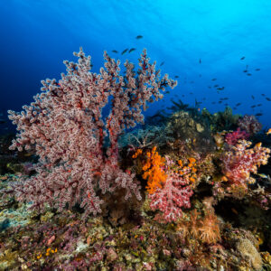 Corail mou rose et éponges orange sur le platier dans le bleu, Misool, Raja Ampat, Indonésie