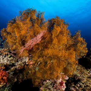 Golden-orange sea fan on a reef slope in deep blue, Misool, Raja Ampat, Indonesia