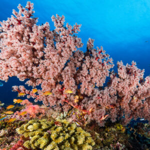 Arbre de corail mou rose et anthias au-dessus des coraux durs, Misool, Raja Ampat, Indonésie