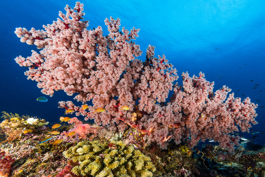 Arbre de corail mou rose et anthias au-dessus des coraux durs, Misool, Raja Ampat, Indonésie