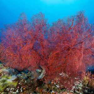 Large red sea fan dominating a reef slope, Misool, Raja Ampat, Indonesia