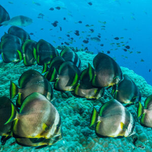 Banc de platax nageant au-dessus d'un récif corallien, Misool, Raja Ampat, Indonésie