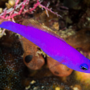 Magenta dottyback in profile between sponges, Misool, Raja Ampat, Indonesia